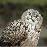 ぬん。