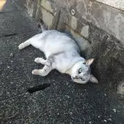 ロト