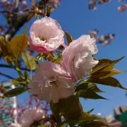 蘭々❀300円～オークション開催中‎の画像