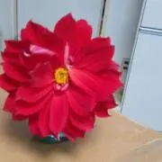 さくら
