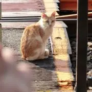 y【プロフ必読】の画像