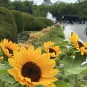 koyasukiの画像
