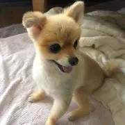 麻衣