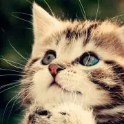 ねこた