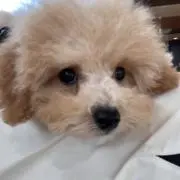 アンの画像