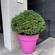 mackurojediの画像