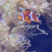 兎っちの画像