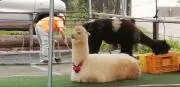 アルパカの画像