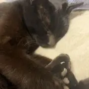つきの画像