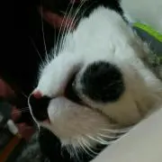 ぽっぽの画像