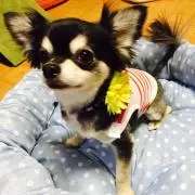にゃんたろの画像