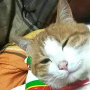 ベジタベル
