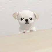 ゆの画像