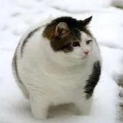 ひかりのの画像