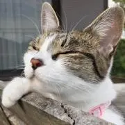 かなぴー