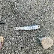 ゆずゆずの画像