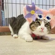 ダンボ☆★