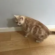 みーこの画像