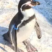 ペンギン