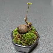 たけお