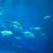 rimmの画像