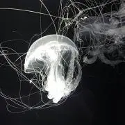chikeの画像