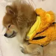 ポメlove★*゜の画像