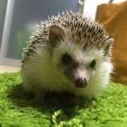 ふぁん太の画像