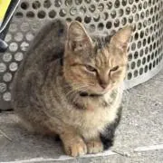 野良猫の画像