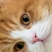 なぁちの画像