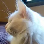 あけみ