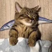 ねこの画像