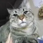 まの画像