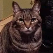 山猫ちぃ