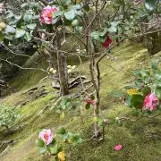 Yo-Yo