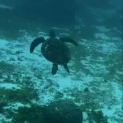 turtleの画像