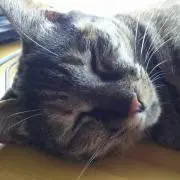 つーぽす プロフ必読願いますの画像
