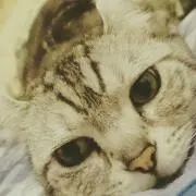 Kouki