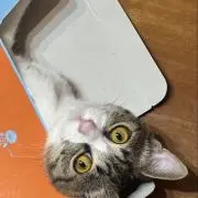 ちゃんまるの画像