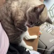 saigawing