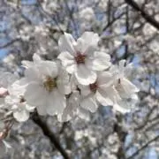 Dの画像