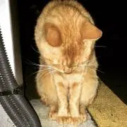 断捨離つっちゃんの画像
