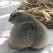 甘栗の画像