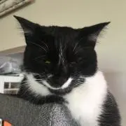 現代根付 招き猫 良舟作 - メルカリ