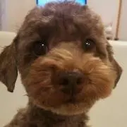 チャッピー