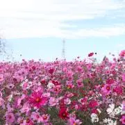みの画像