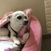 あんころの画像