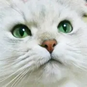 きなこ