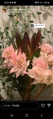 シャンシャンの画像
