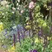 kiyoの画像